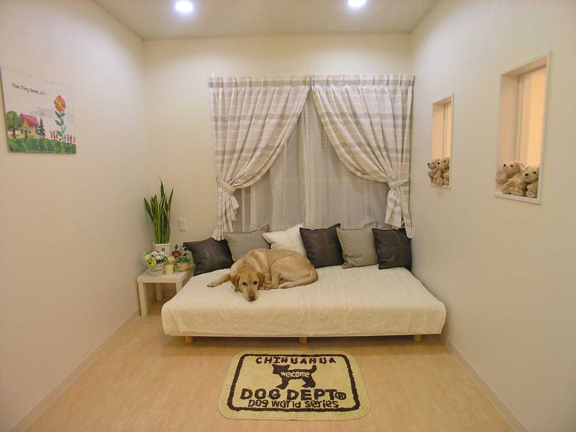 Japan's "Unique" Pet Boom in Japan